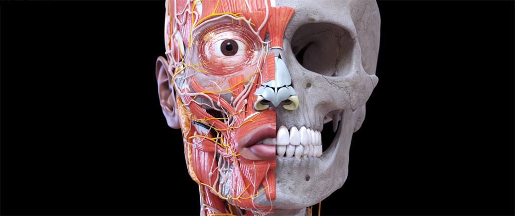 Gray’s Atlas of Anatomy Pro (No Ads) 1.0‏ اپلیکیشن آموزش کامل آناتومی بدن مخصوص اندروید