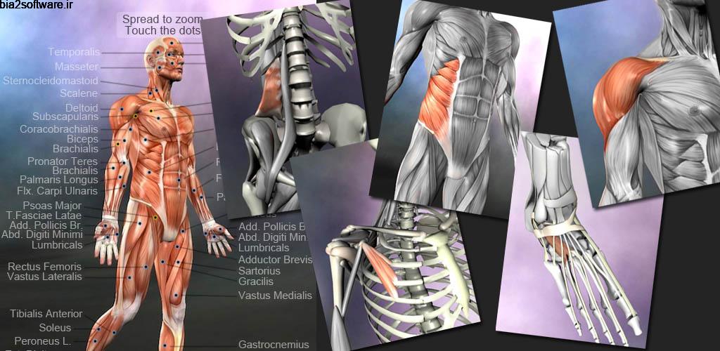 Learn Muscles: Anatomy 1.6.0 آناتومی عضلات بدن مخصوص اندروید