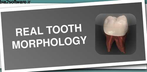Real Tooth Morphology v3.2 مورفوگرافی اندروید